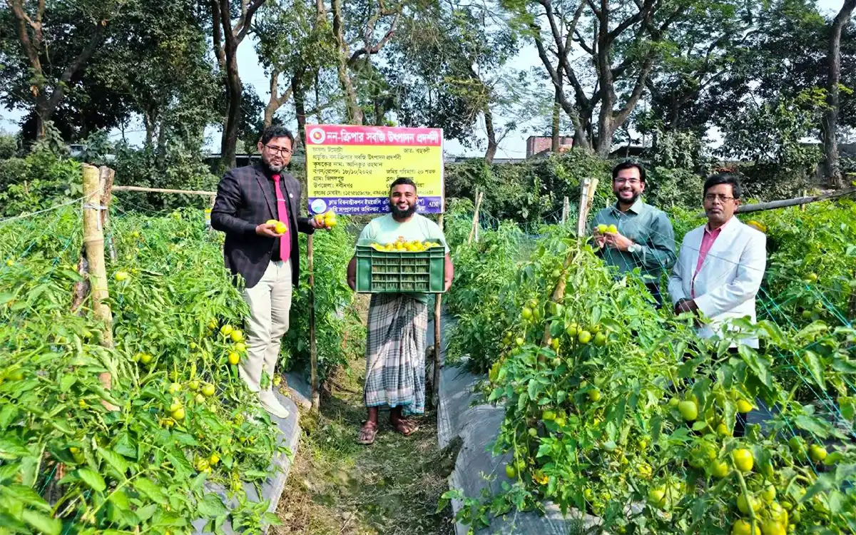 Rising Cumilla - Farmers are growing interested in cultivating vegetables on abandoned land in Nabinagar