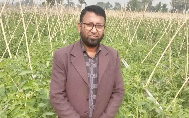 Rising Cumilla - Favorable weather and farmers' hard work result in bumper tomato yield in Chandina