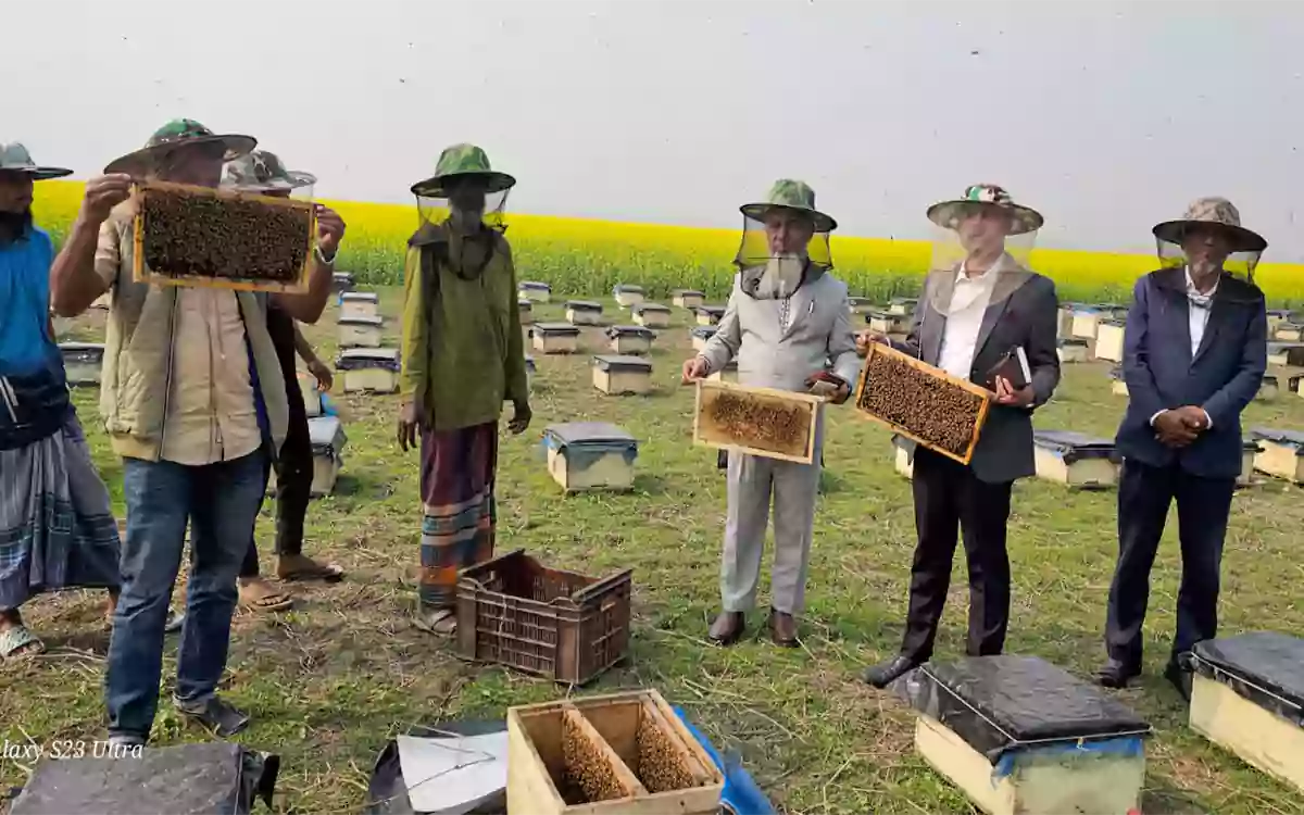 ব্রাহ্মণবাড়িয়ায় ৫০০ মৌ বাক্সে সরিষা ক্ষেতে মধু চাষ, কৃষকের আয়ের নতুন দিগন্ত