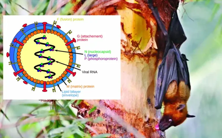 Rising Cumilla - Nipah virus has spread to 35 districts in the country - hospitals instructed to be prepared