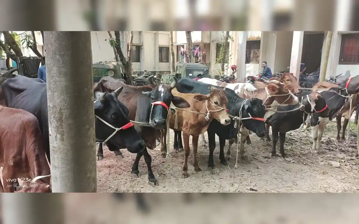 Rising Cumilla - Police raid in Feni's Sonagazi, recover 11 stolen cows, arrest 2
