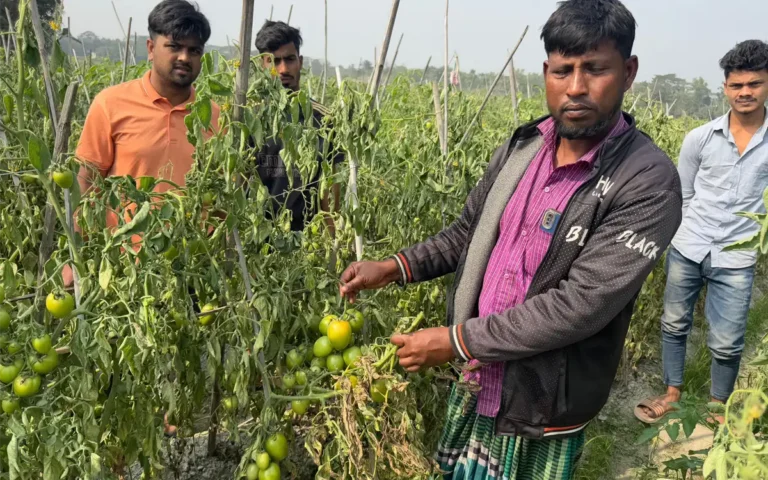 Rising Cumilla - Tomato plants of one bigha of land destroyed by a teenager in Chandina