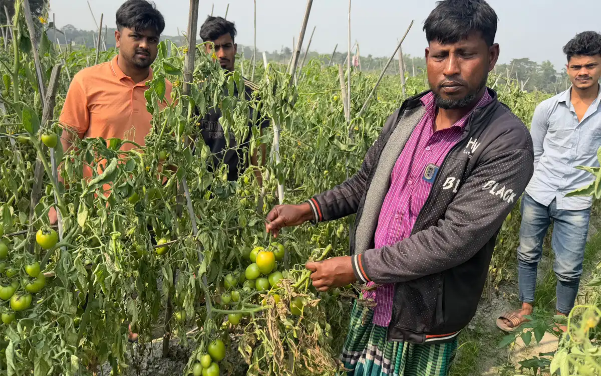 Rising Cumilla - Tomato plants of one bigha of land destroyed by a teenager in Chandina