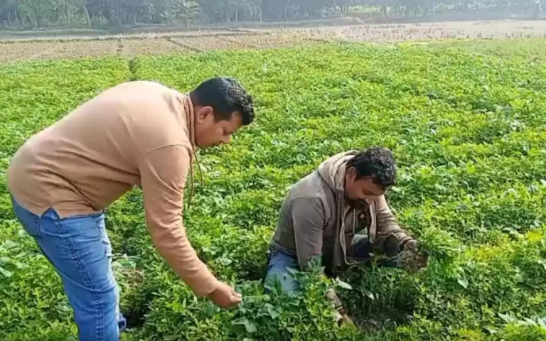Rising Cumilla - When weeds are a ray of hope- The surprise of Bathua vegetables in Jahangir Alam's potato field in Chandina