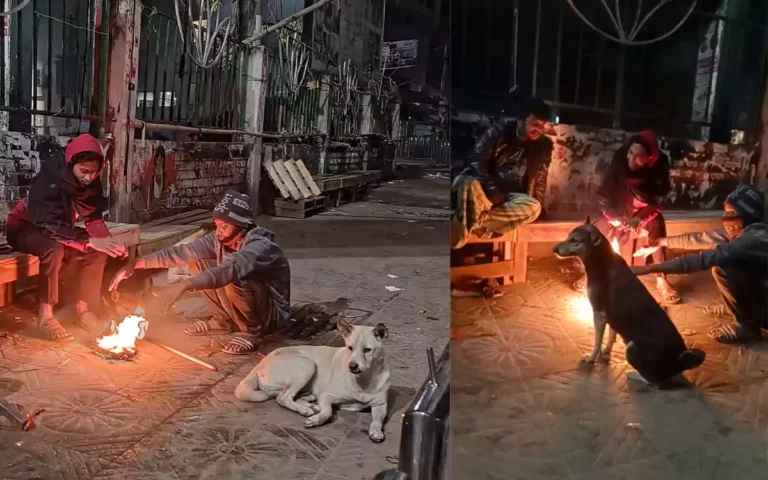 Rising Cumilla - Winter bd