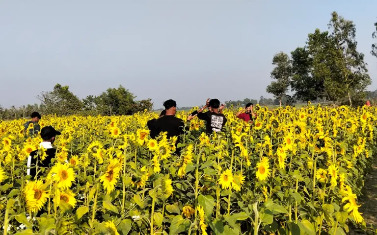 Rising Cumilla - Crowd of visitors at the sunflower garden in Nasirnagar, Brahmanbaria