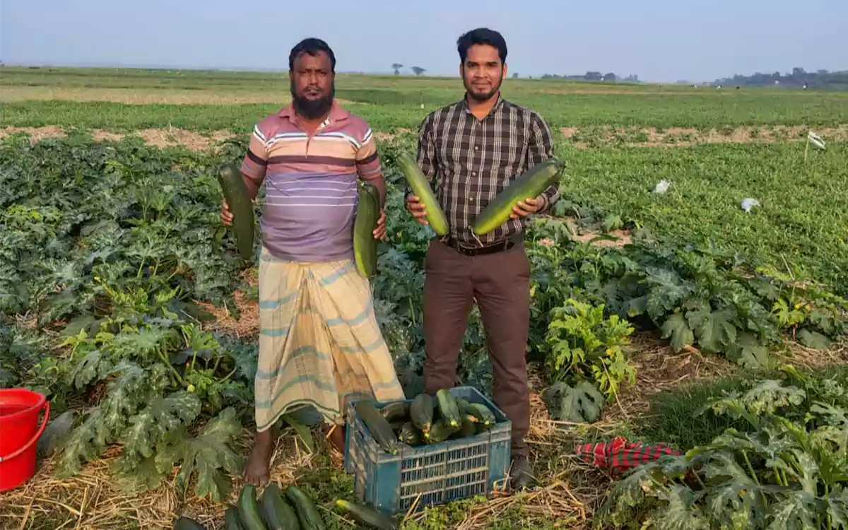 Rising Cumilla - New possibilities for squash cultivation in Brahmanbaria