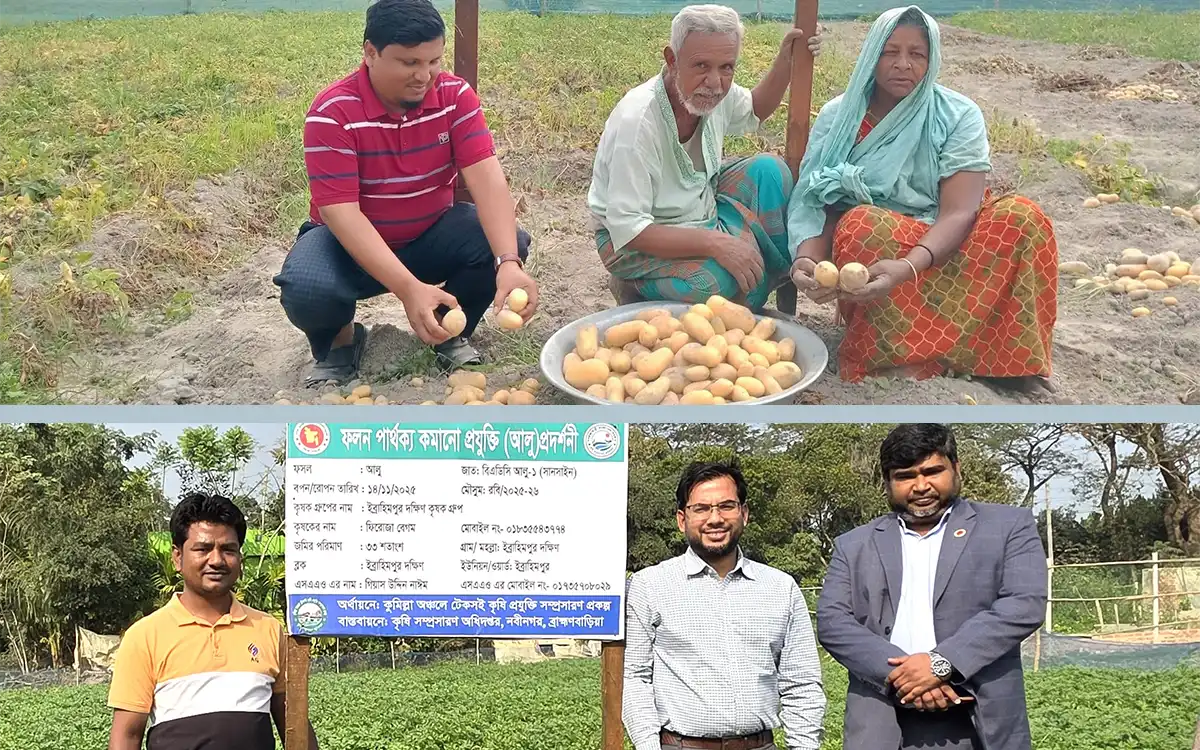 Rising Cumilla - Success in cultivating Sunshine potatoes in Nabinagar