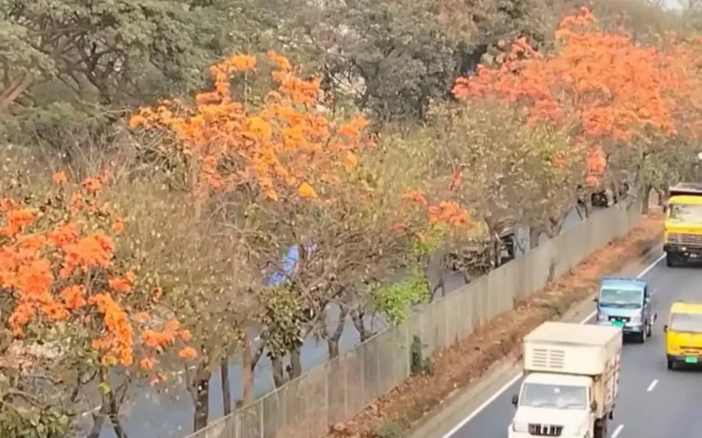 Rising Cumilla - Where the weary path mingles with the scent of flowers- A unique reflection of beautiful Bengal