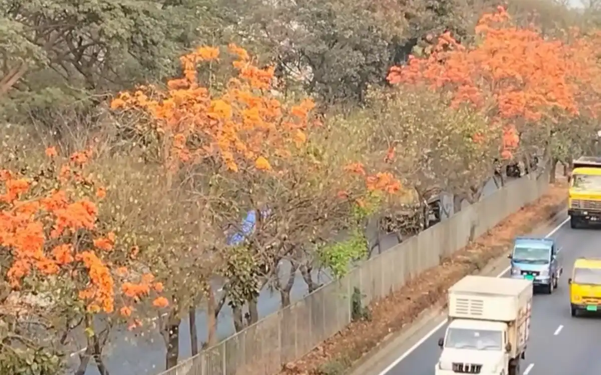 Rising Cumilla - Where the weary path mingles with the scent of flowers- A unique reflection of beautiful Bengal