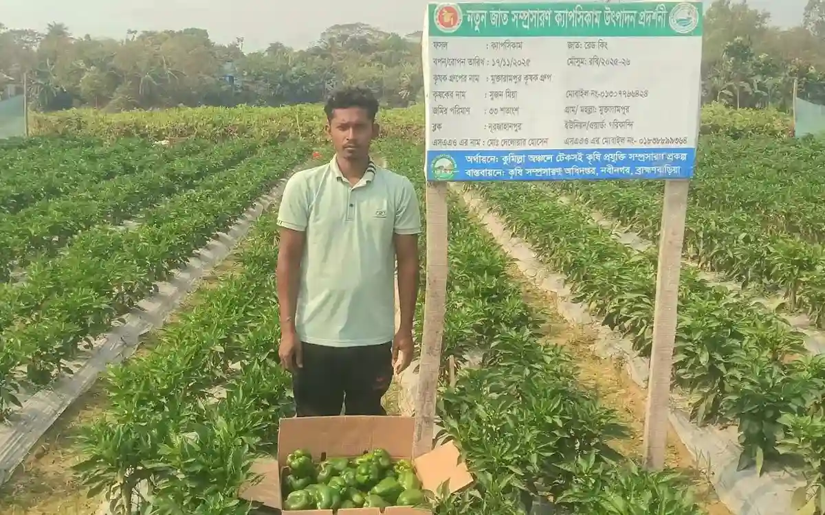 নবীনগরের মাঠজুড়ে সবুজ ক্যাপসিকাম