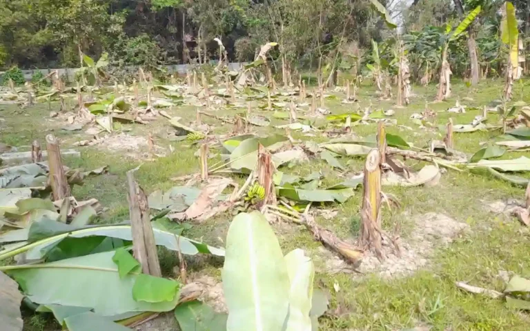 সোনাইমুড়ীতে রাতের আঁধারে ২০০ কলাগাছ কেটে দিল দুর্বৃত্তরা, দেড় লাখ টাকার ক্ষতির দাবি