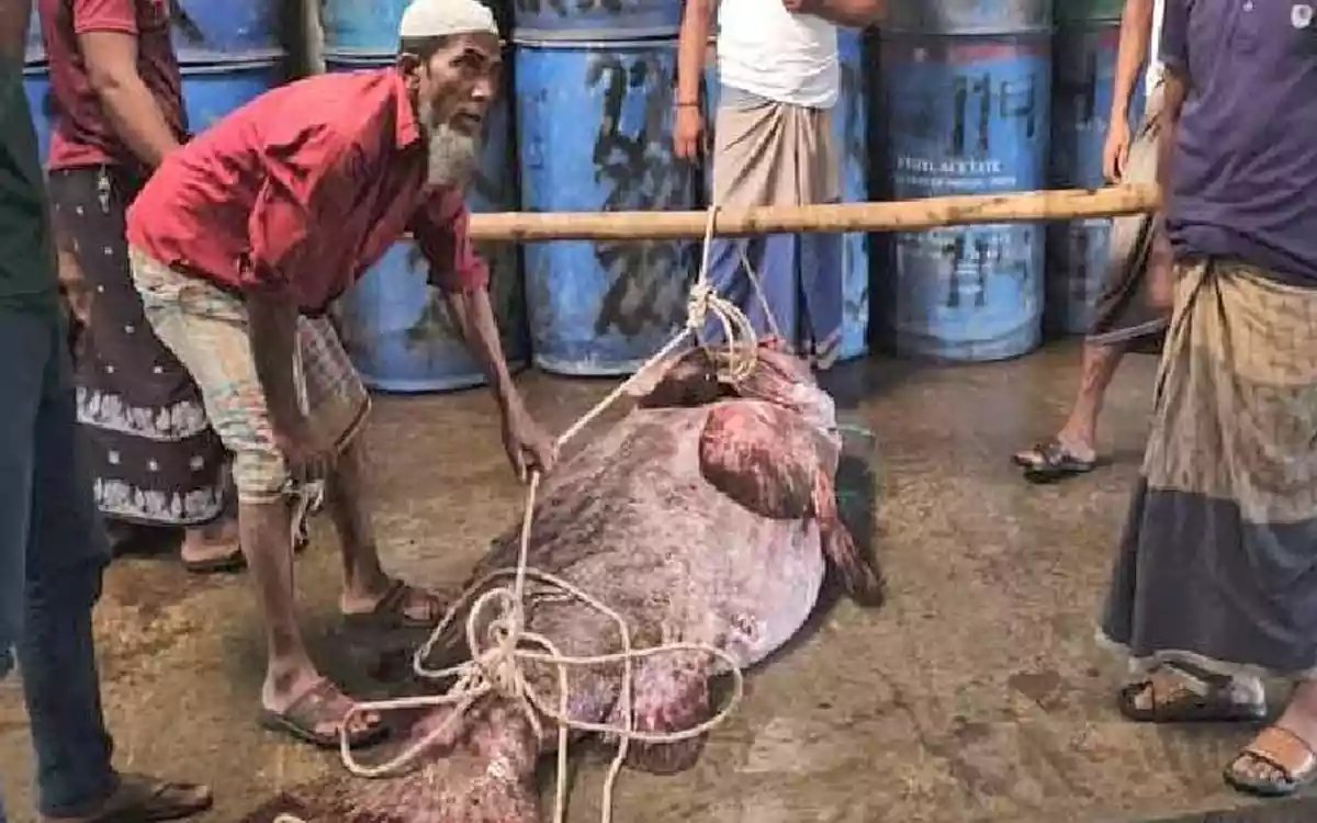 Racing Comilla - 2 parties clash over money in Brahmanbaria, toe injured