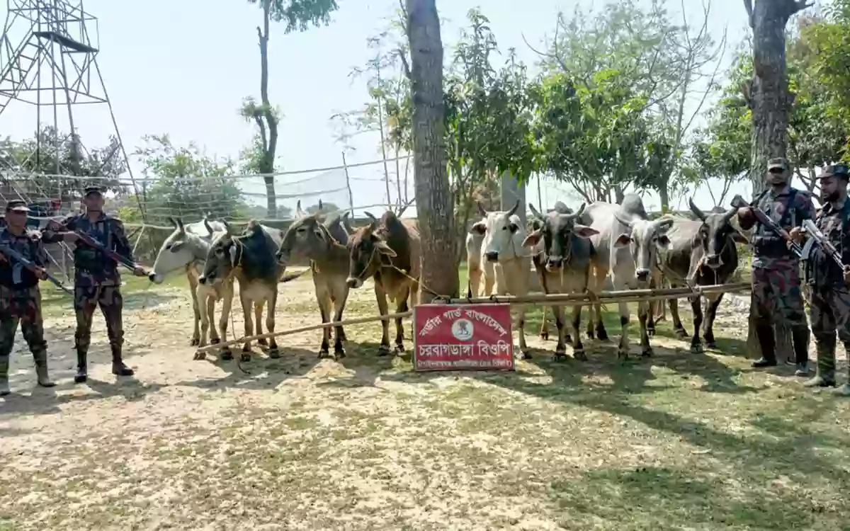 Rising Cumilla - 35 Indian cattle seized in February, worth around 1 crore taka