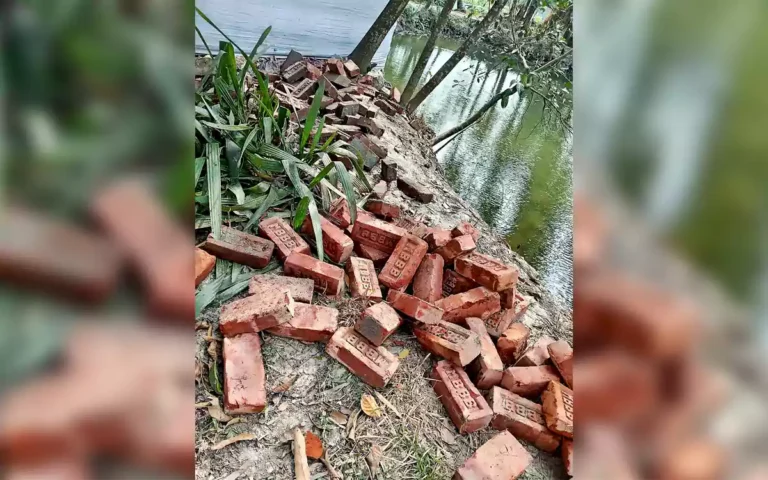 Rising Cumilla - 5,000 bricks of road under construction in Nangalkot, Comilla, disappear, found in cattle farm and pond