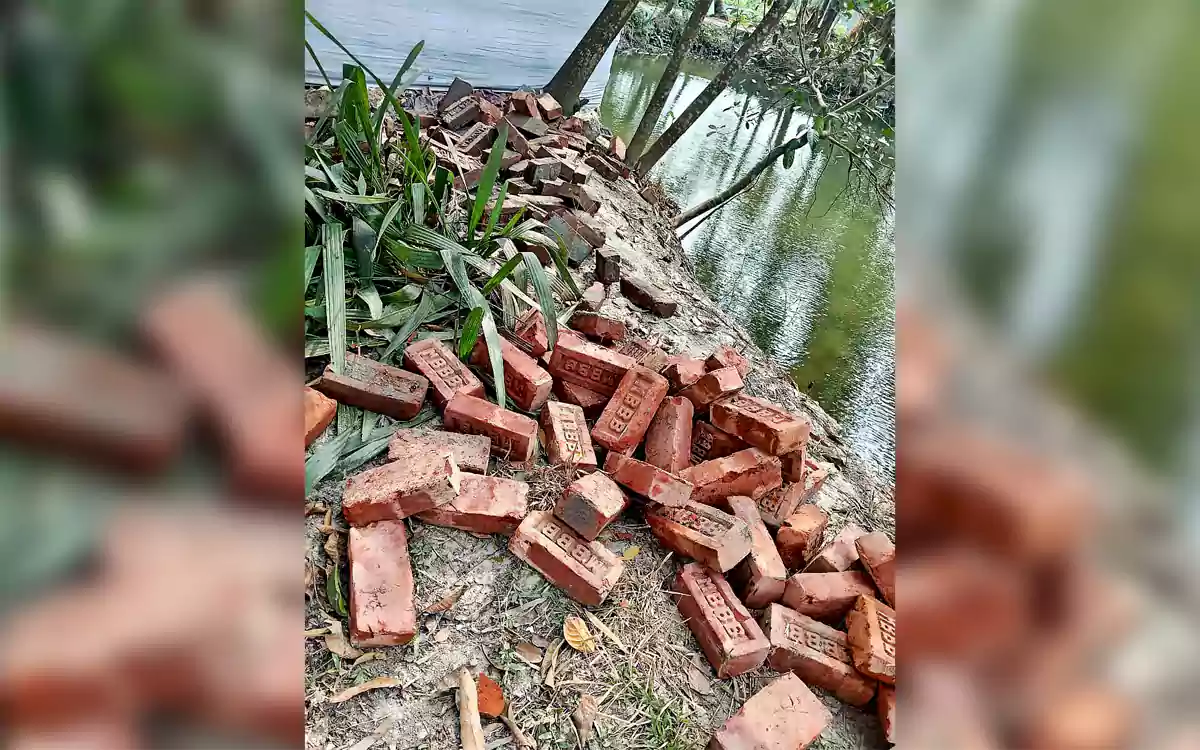 Rising Cumilla - 5,000 bricks of road under construction in Nangalkot, Comilla, disappear, found in cattle farm and pond