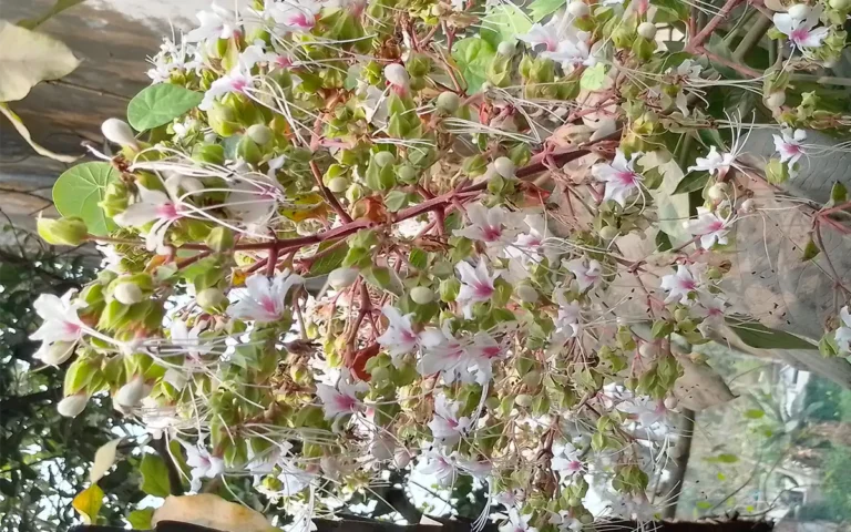 Rising Cumilla - The daisies are spreading the message of spring along the roadside of Chandina