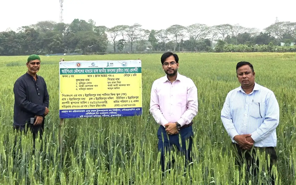 Rising Cumilla - Wheat cultivation on uncultivated land in Nabinagar, Brahmanbaria after a long time