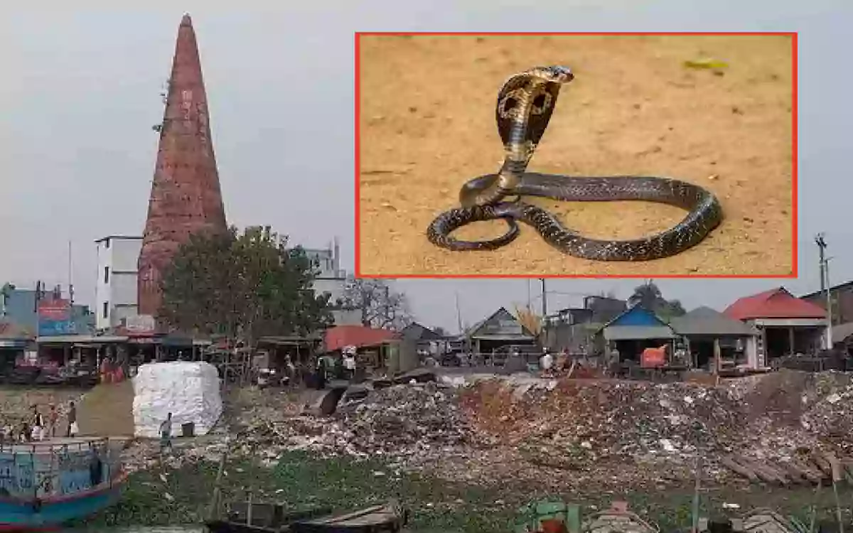 Rising Cumilla - Child dies from snake bite in Brahmanbaria