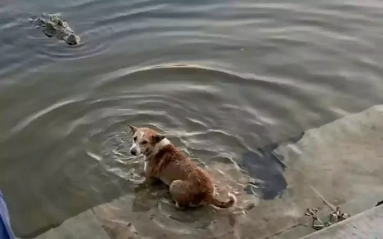 Rising Cumilla - Crocodile-dog incident at Khanjahan Ali's shrine in Bagerhat goes viral - locals claim otherwise
