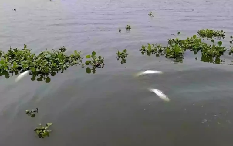 Rising Cumilla - Dead fish float in water after electric wire breaks in Daudkandi, Comilla