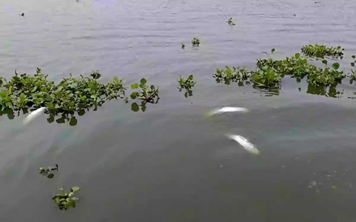 Rising Cumilla - Dead fish float in water after electric wire breaks in Daudkandi, Comilla