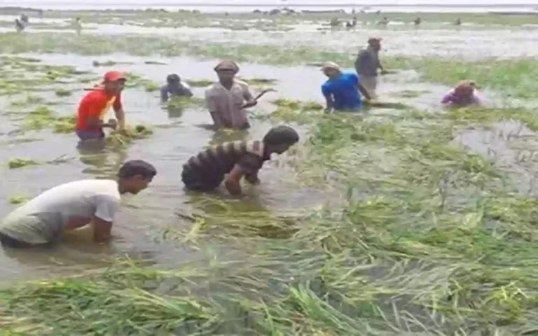 Rising Cumilla - Farmers in Brahmanbaria's Nasirnagar are left stranded after heavy rains submerged crops