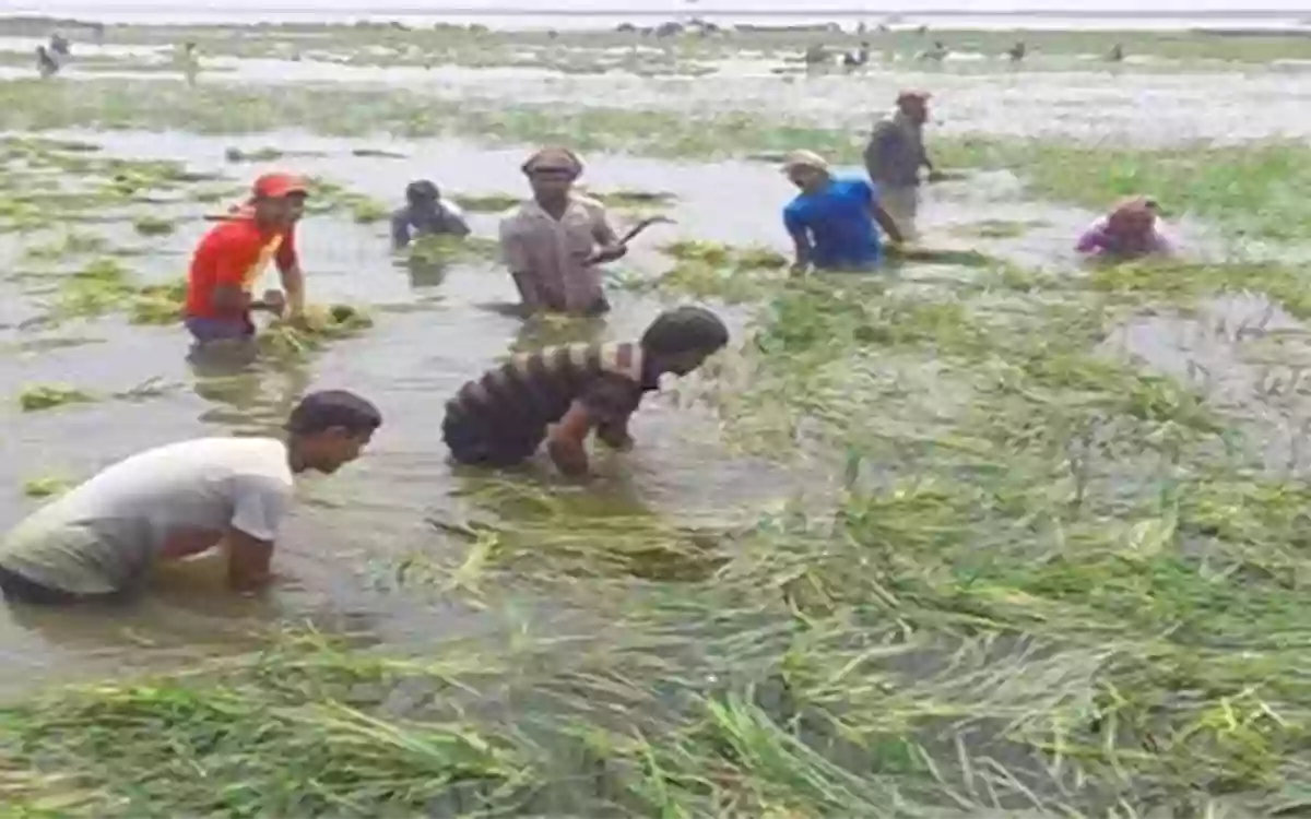 Rising Cumilla - Farmers in Brahmanbaria's Nasirnagar are left stranded after heavy rains submerged crops