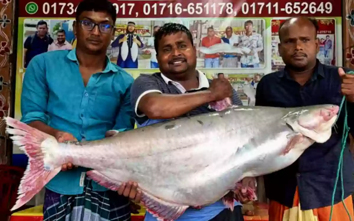Rising Cumilla - Huge 25 kg pangasius caught in fishermen's nets in Padma River, sold for 70,000 taka
