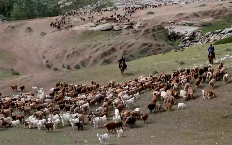 Rising Cumilla - New cattle disease 'SAT-1' spreading rapidly in northwest China, border restrictions tightened