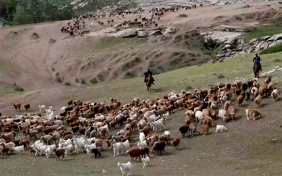 Rising Cumilla - New cattle disease 'SAT-1' spreading rapidly in northwest China, border restrictions tightened