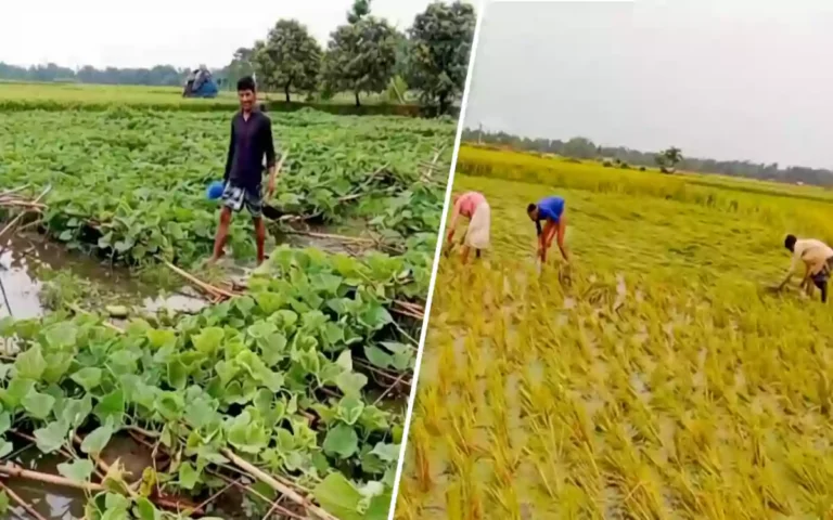RisingCumilla - Chandina, Comilla, devastated by natural disaster-Farmers' dreams submerged in rainwater