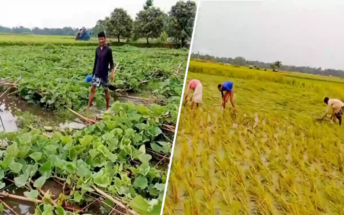 RisingCumilla - Chandina, Comilla, devastated by natural disaster-Farmers' dreams submerged in rainwater