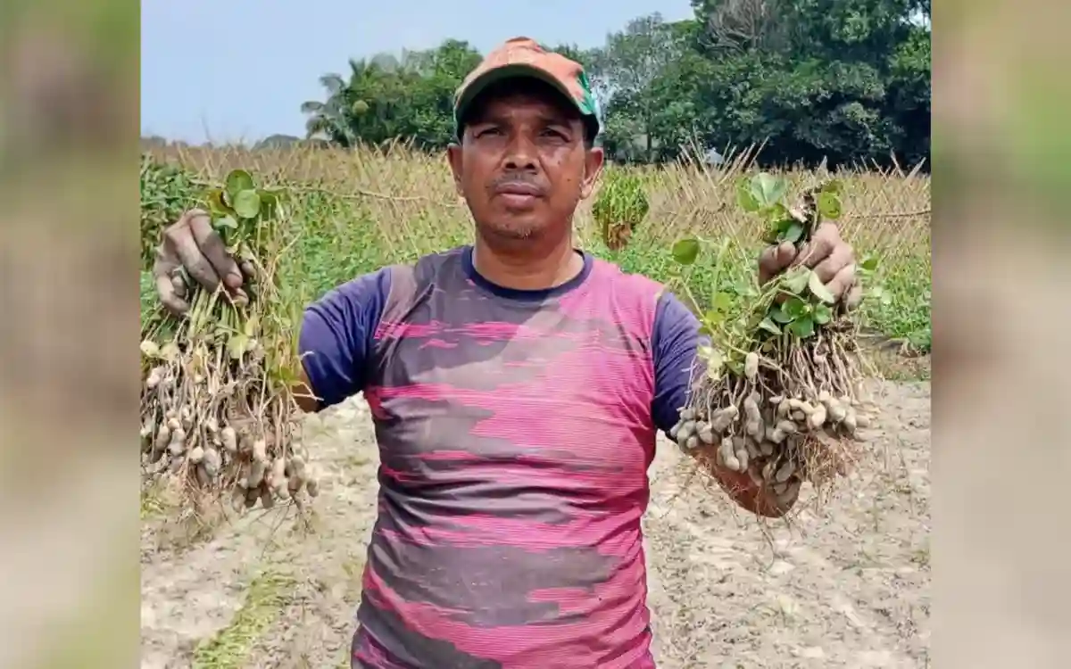কৃষি বিভাগের সহযোগীতায় বাদাম চাষে পাল্টে গেল তোফায়েলের ভাগ্য