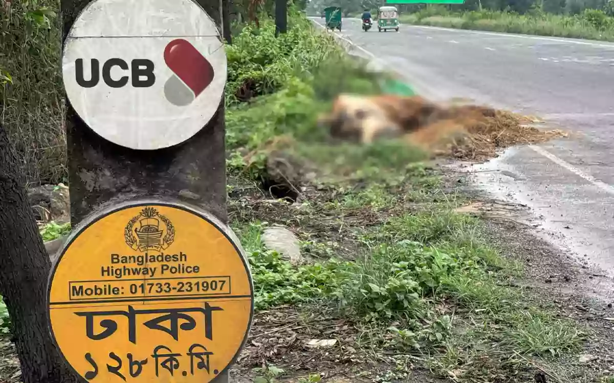 ঈদের আগমুহূর্তে মহাসড়ক থেকে মৃত গরু অপসারণ, স্বস্তি ফিরালো বসন্তপুর ফাউন্ডেশন