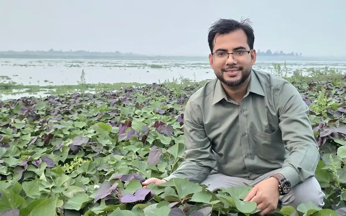 নবীনগরে জনপ্রিয় হয়ে উঠছে জাপানের ওকিনাওয়া জাতের মিষ্টি আলু