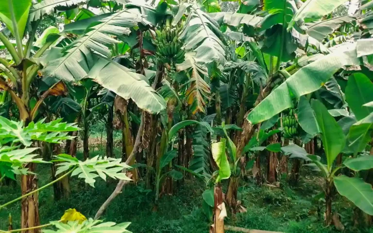 বাড়ির পাশে পরিত্যক্ত জমিতে মফিজের ‘কলা’কৌশল: দুই হাজারি পুঁজিতে বাজিমাত