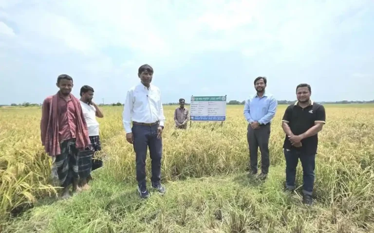 নবীনগরে ফসলি মাঠ থেকে সরকারি মূল্যে ধান সংগ্রহ শুরু