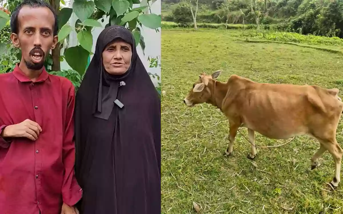 Rising Cumilla - 3 cows detained in India after crossing border in Feni, helpless family hopes for return