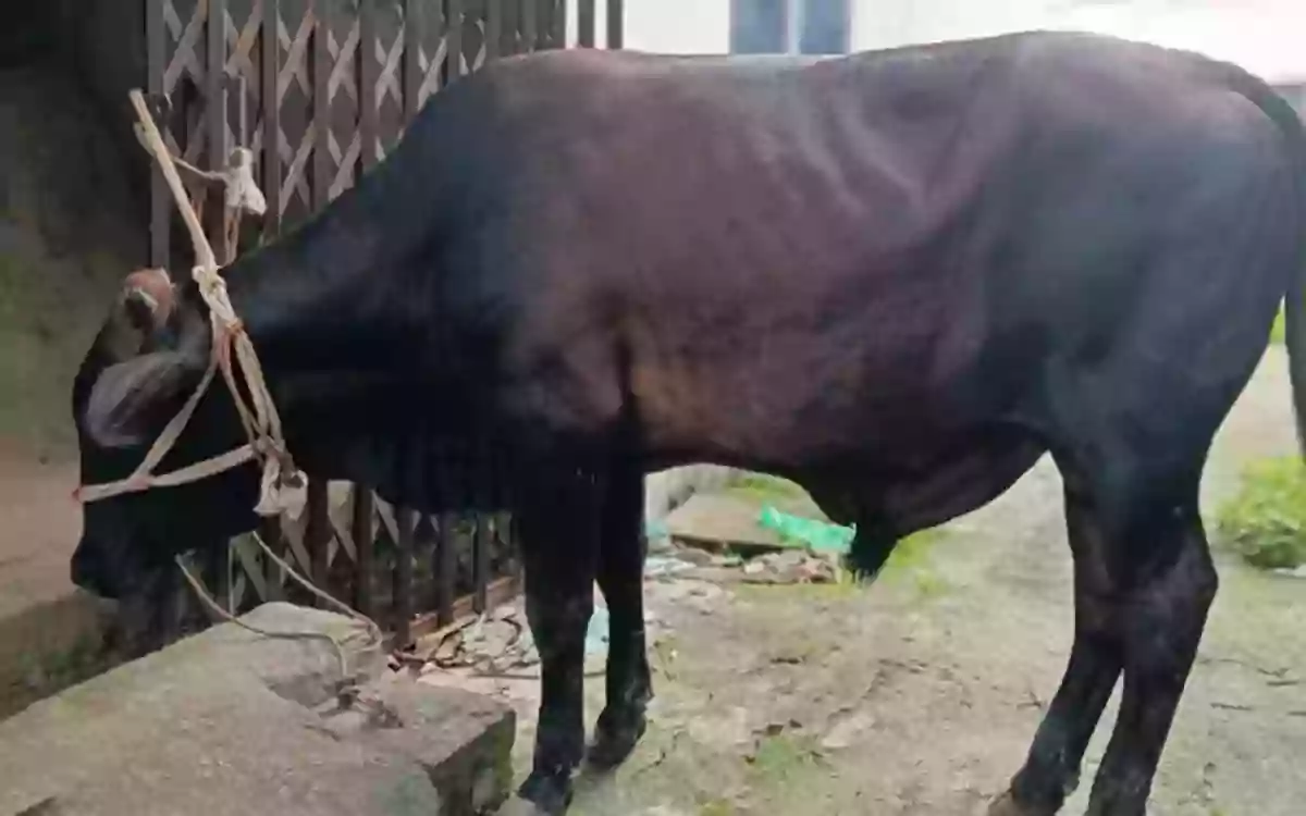 Rising Cumilla - Animal sacrifice and meat distribution at Comilla Victoria College under the initiative of Chhatra Shibir