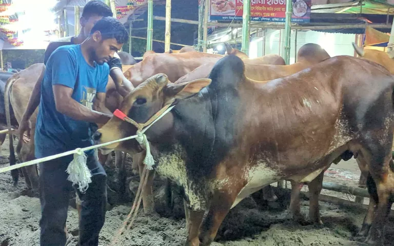 Rising Cumilla - Eid cow