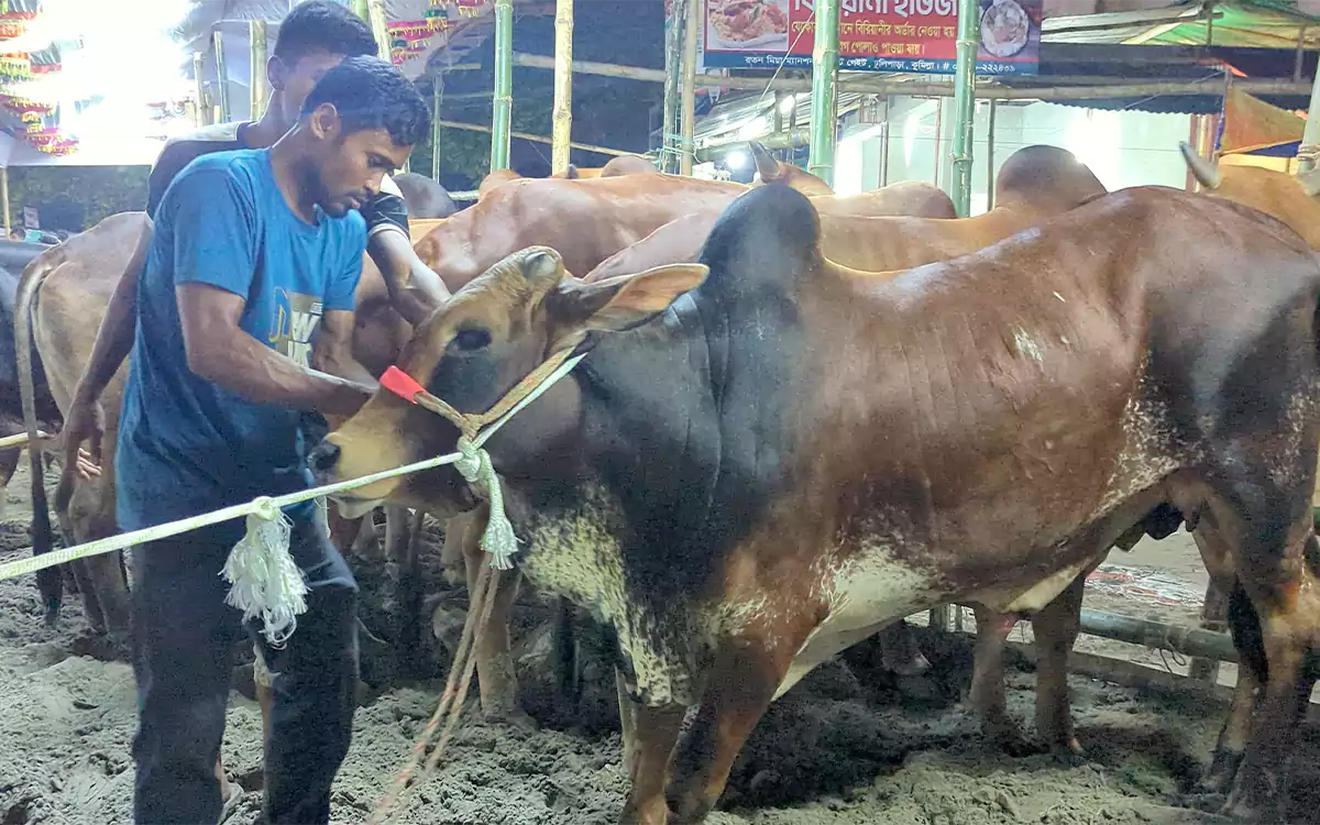 Rising Cumilla - Eid cow