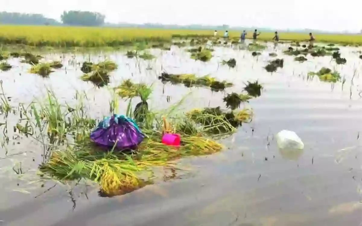 Rising Cumilla - Farmer dies in despair after seeing paddy fields sink in Nasirnagar, Brahmanbaria