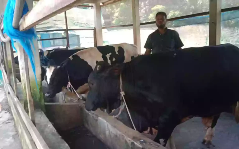 ‎কুমিল্লার ব্রাহ্মণপাড়ায় কোরবানির ঈদে চাহিদার চেয়ে বেশি মজুদ পশু, প্রস্তুত খামারীরা