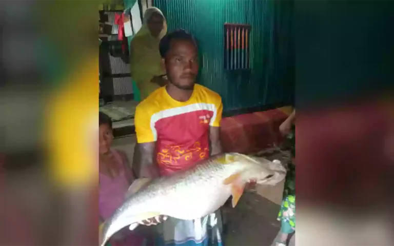 Rising Cumilla - Found a 20kg coral fish while walking on the riverbank