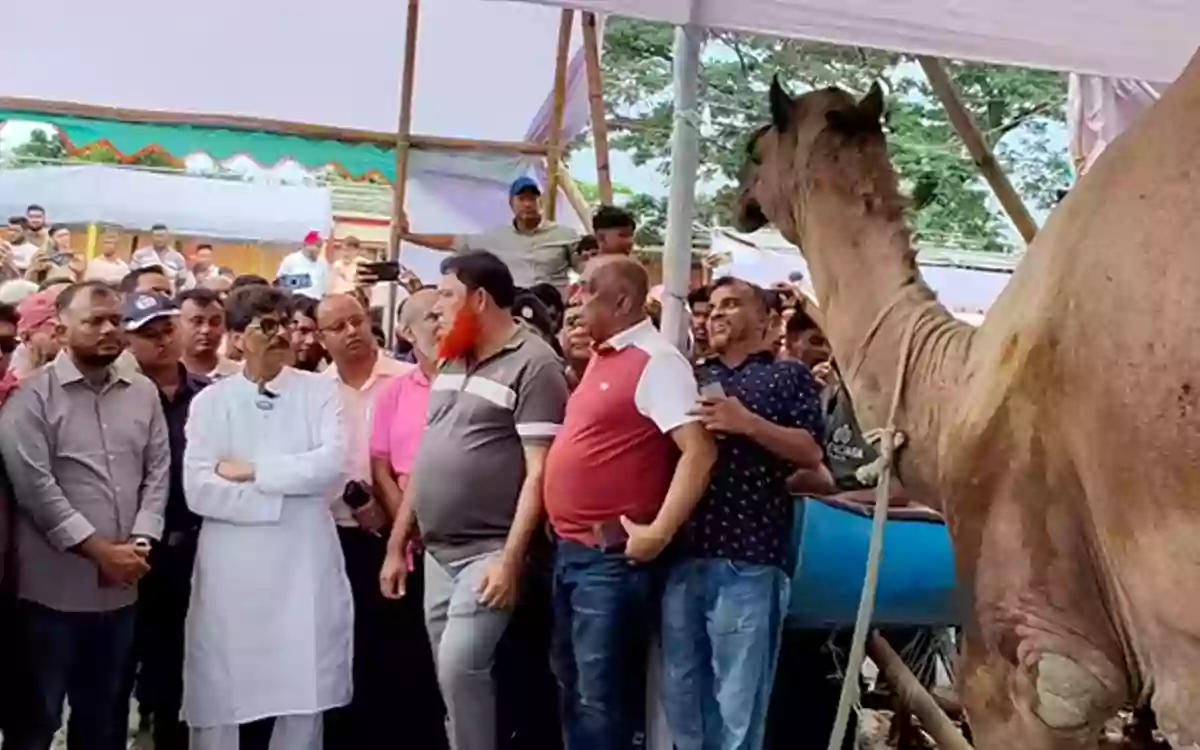 Rising Cumilla - Sacrificial animals are a major source of income for marginal farmers- Livestock Minister at Neura Hat in Comilla