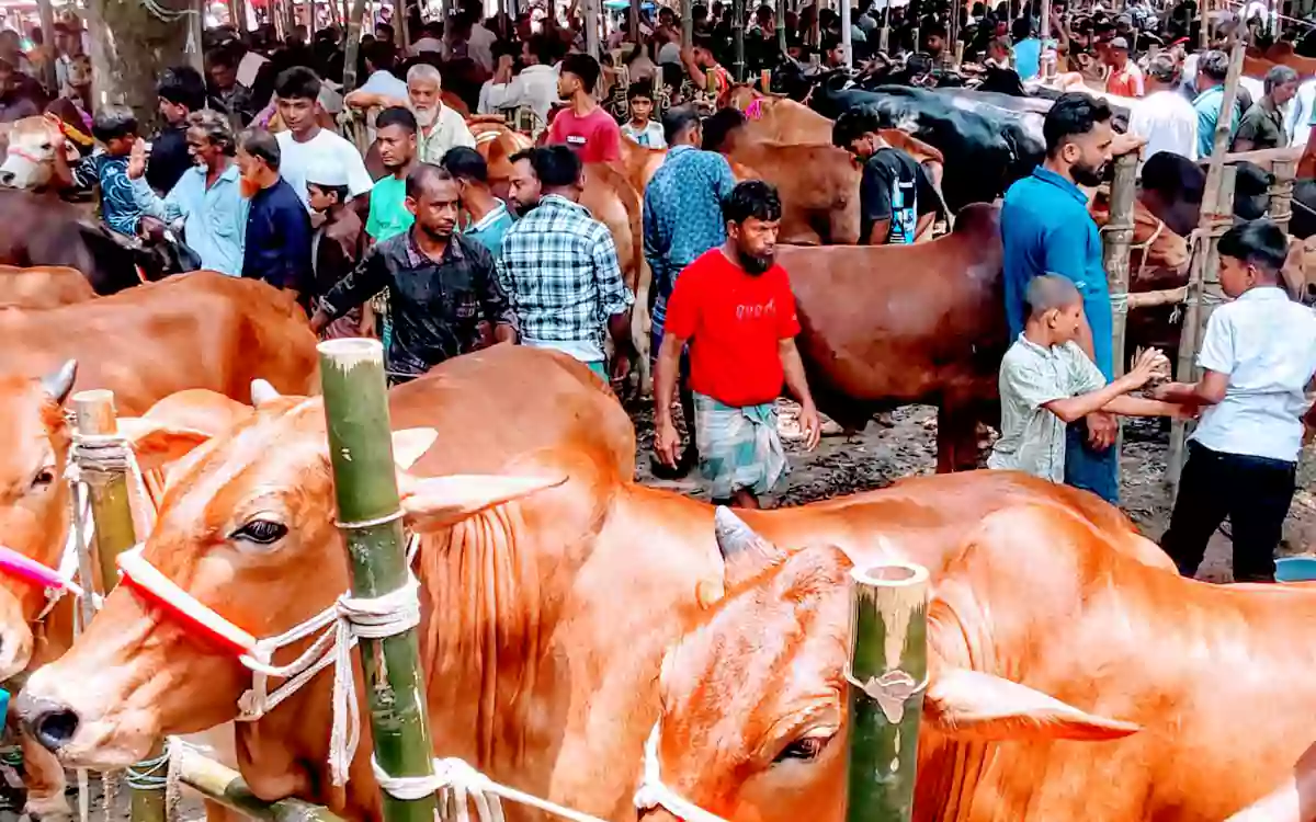 Rising Cumilla - The livestock market in Chandina, Comilla, is packed with buyers and sellers busy with last-minute deals.