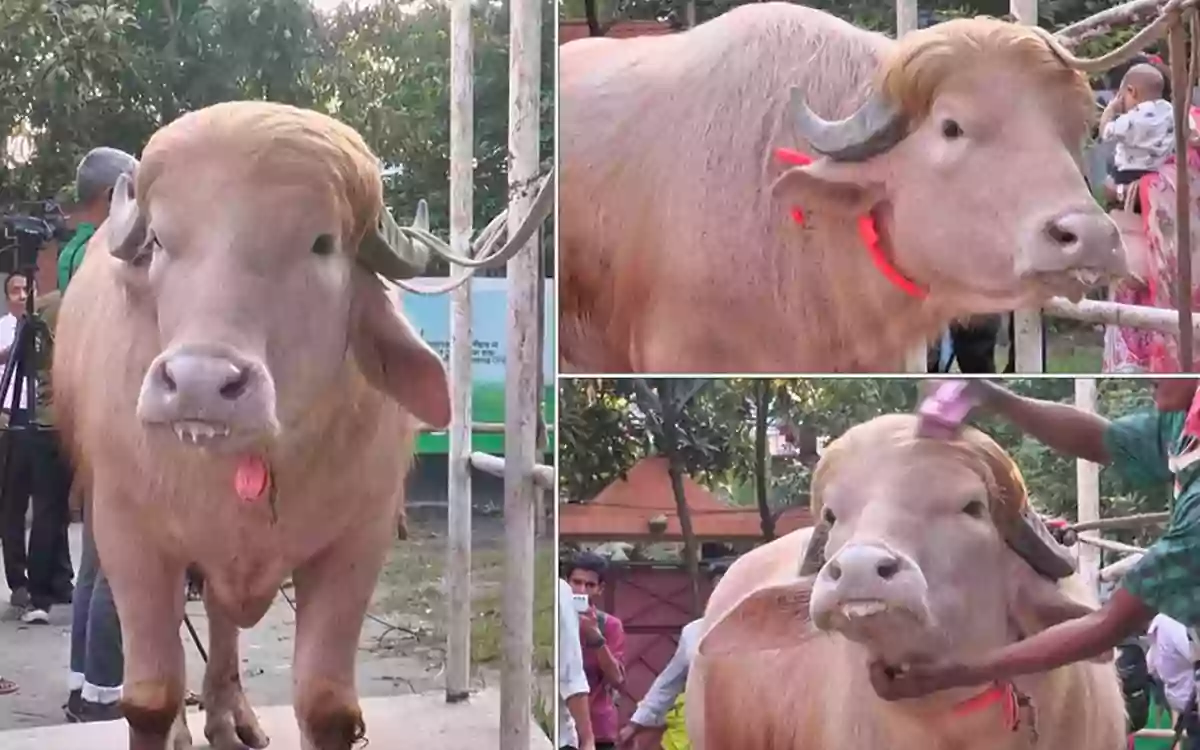 Rising Cumilla - The viral 'Trump' buffalo survived, according to world media