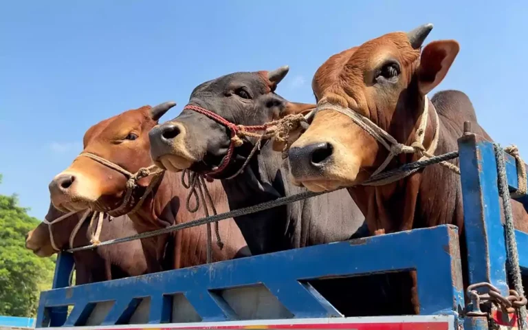Rising Cumilla -Transportation of sacrificial animals