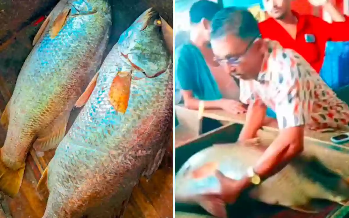 Rising Cumilla - Two coral fish caught in a fisherman's net in the Meghna River, sold for 46,000 taka